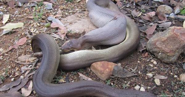 What This Park Ranger Found Is Yet Another Reason Why Australia Is A Terrifying Place playfulchimp.com/what-this-park…