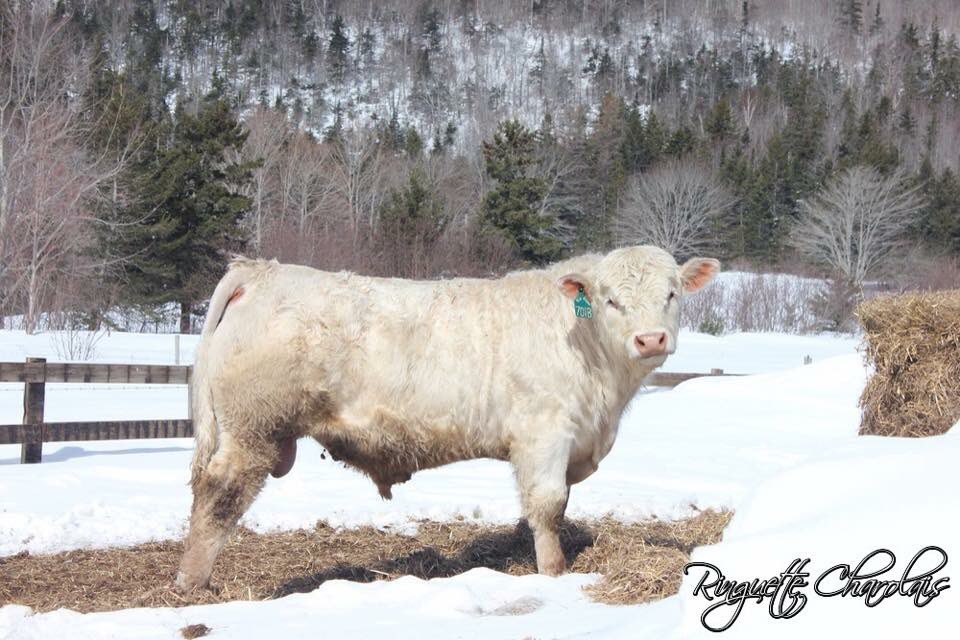 Don't miss out on getting your hands on some of our bulls. They sell in Truro on April 7th. Contact us for more info