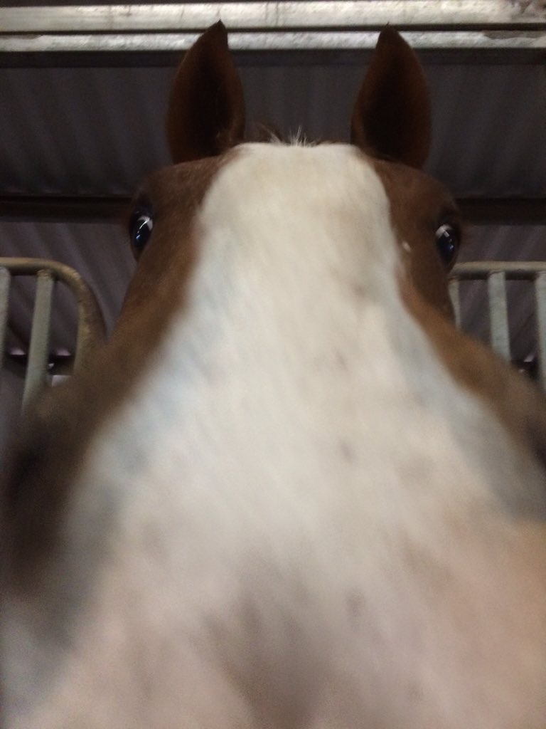 addyyyc's tweet photo. Missing my favorite California horses 😘 https://t.co/VTreDPIZ9g