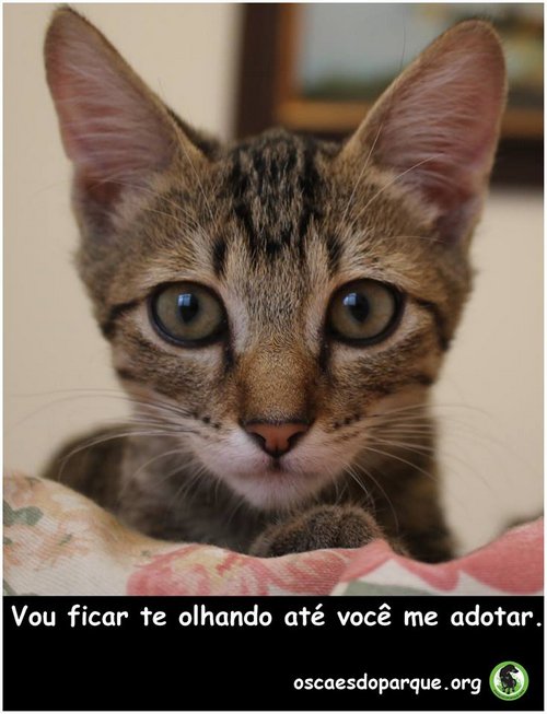 o_colecionador's tweet photo. Angelina, à sua espera.
https://t.co/psjqzaC0iq https://t.co/7Hvcv5aXKh