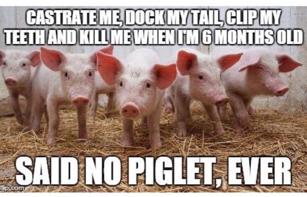 TheHumaneLeague's tweet photo. Purchasing meat causes animals to suffer immensely. #MakeMeFeelAwkwardIn7Words https://t.co/cnquLCOHdS