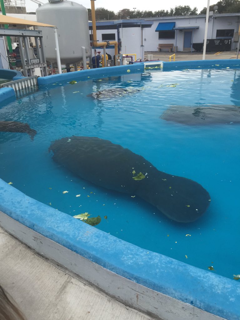 kimcurrybooks's tweet photo. @kimcurrybooks @sauciteacher @MCherryStreet Dolphins, manatees and turtles, oh my.  #Piratefun https://t.co/iu2ZpfX52c