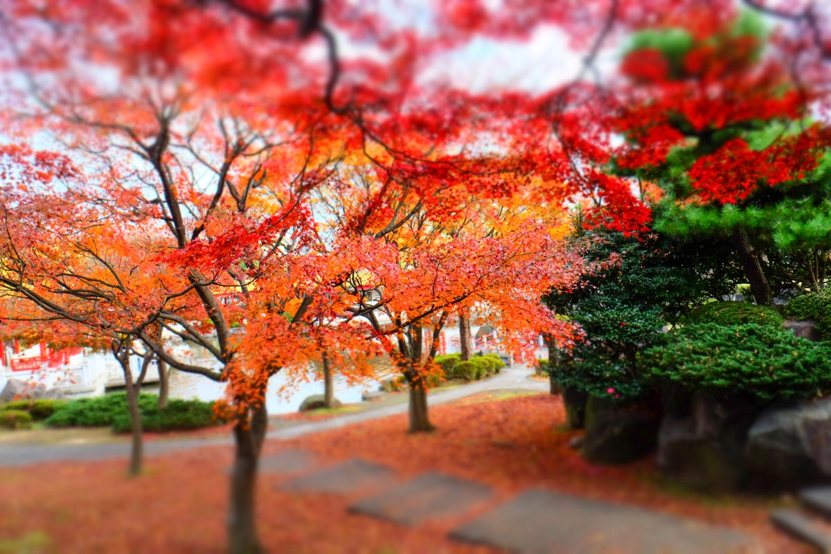 Manop_ks's tweet photo. Color of leaf... https://t.co/DNjUv0toa0