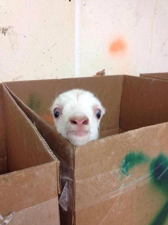 When you home alone taking a shower and you hear a noise