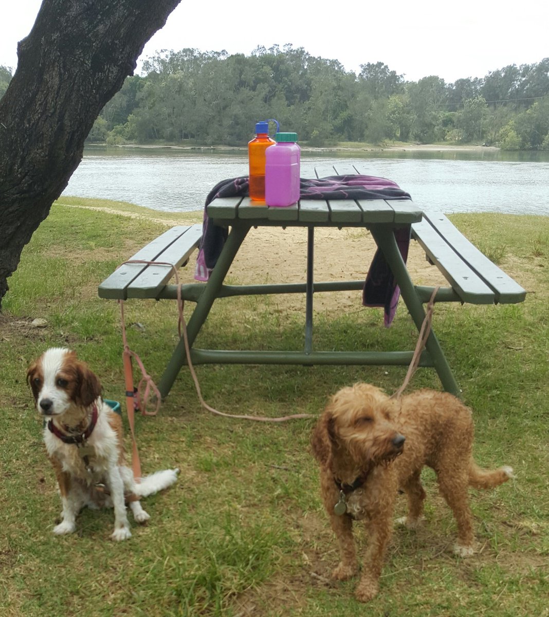 daisy_potts9's tweet photo. Boambee is awesome, great swim #dogsoftwitter #itsadogslife @sophist43311312 @PottsVpotts @BridgetMayH https://t.co/CGsnZF3fez