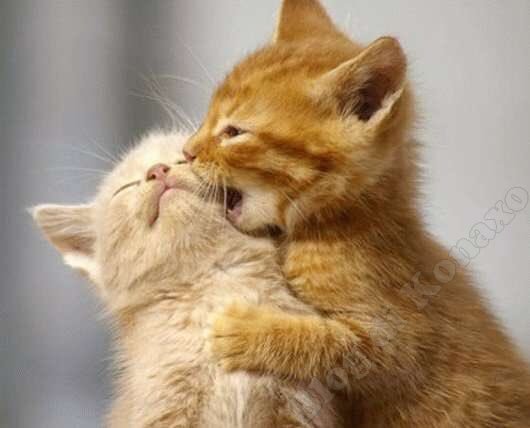 BenjiAsKittens's tweet photo. #BenjieFedeViSiamoVicini 🐱 https://t.co/g9XHJEV3Ej