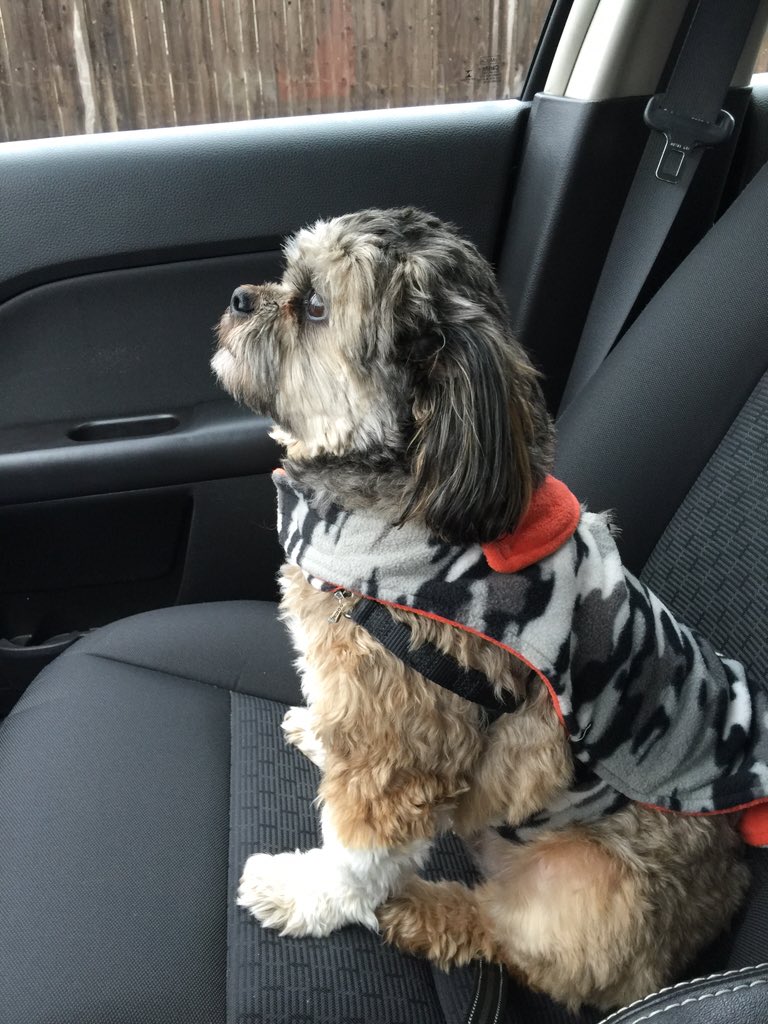 RileyClancy's tweet photo. I wish I had a booster seat. #shortieprobs https://t.co/f41Ui68r06