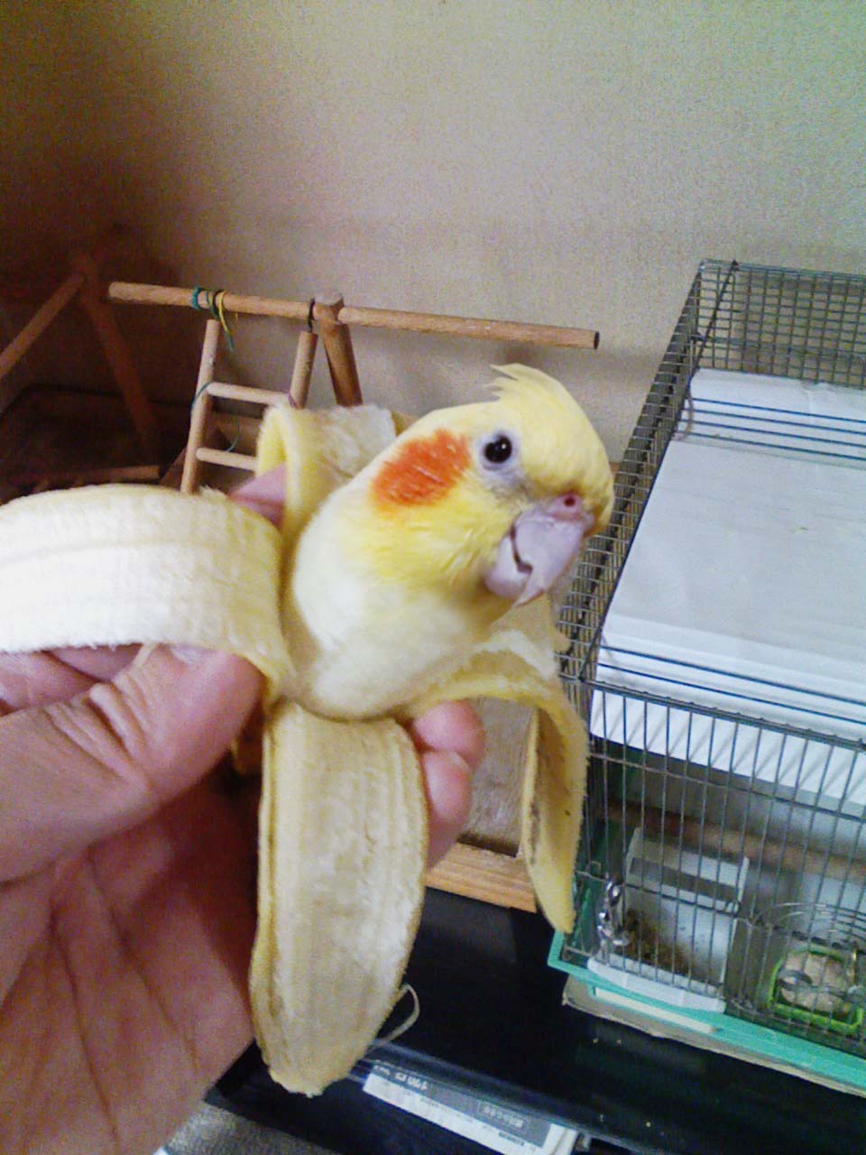 いいちこインコの飼い主 花沢りん吉 On Twitter は行でなぜモテないのか分かる ハナ 日向ぼっこ フォトショ 編集 放鳥 インコ成分とインココラ成分が出ちゃってるからモテないのか W Https T Co Upzmyilyyr