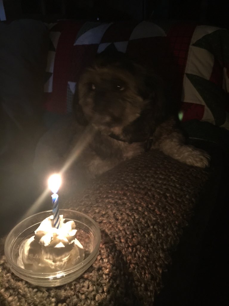 RileyClancy's tweet photo. I turned 4!! Oh how time flies. https://t.co/b6y1dMdLH6
