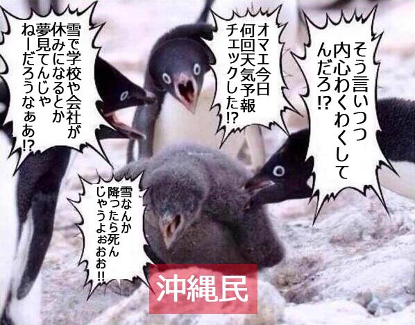沖縄で雪が降るかもしれない
ということで 