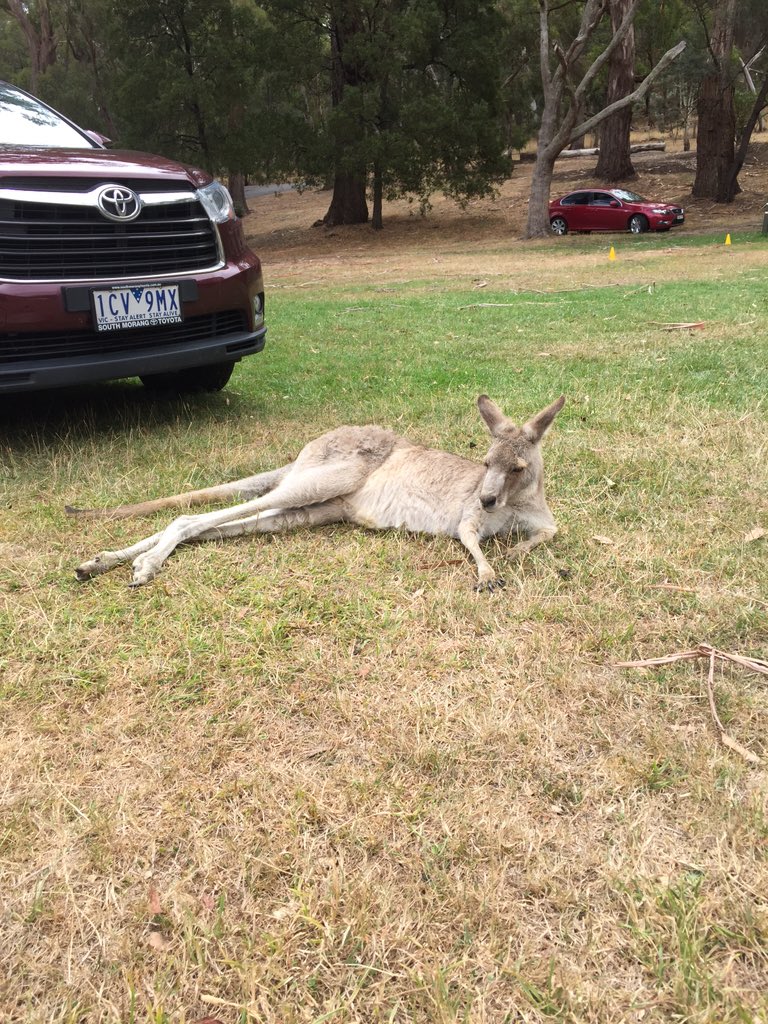 Just having a rest... Skippy at Hanging Rock..