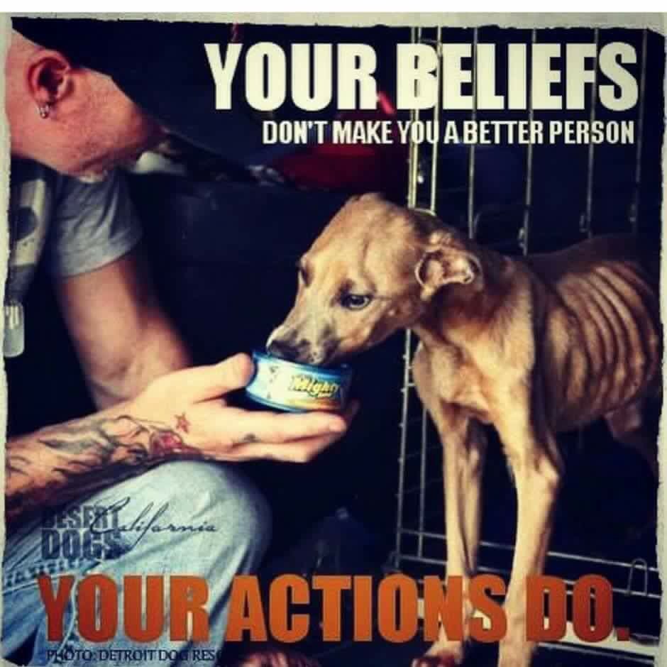 RocketRescues's tweet photo. Tweeps can you #folloback our friends -@SponsorAdoption - they barely have anybody on Twitter #grateful to you🐾 #FF https://t.co/w0lvBOK431