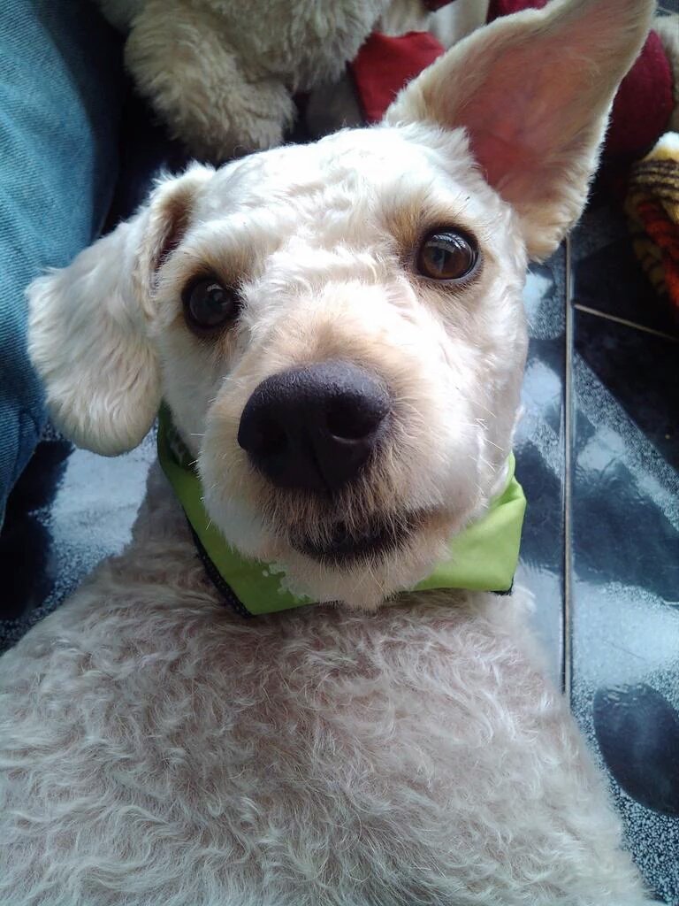 Fernanda Ariza tweet media