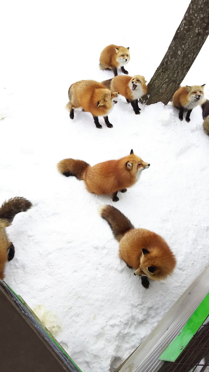 もふもふ。
キツネさんかわいい。