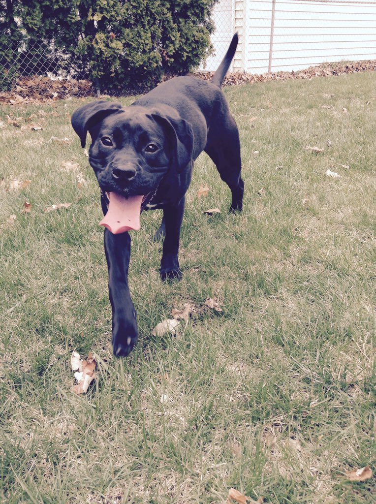 MyMomRobbedMe's tweet photo. @DaveandChuck @LisaWay101 I didn't hear my type of dog mentioned. Boxador (black lab and boxer mix) https://t.co/fIoxHdXk1q