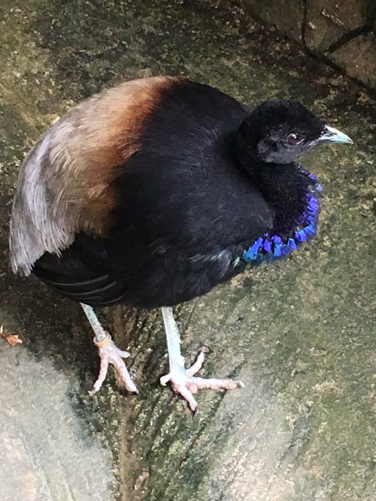 cangowranch's tweet image. We're open every day of the year. A great outing for the whole family. Visit us in #Oudtshoorn #SouthAfrica.