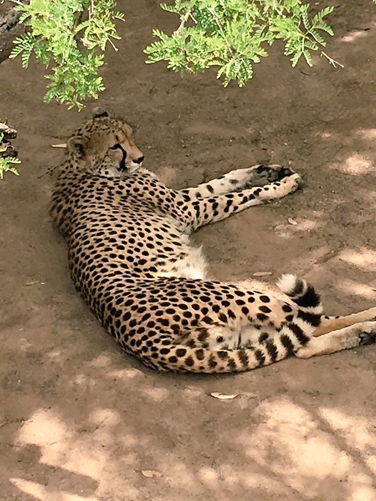 cangowranch's tweet image. We're open every day of the year. A great outing for the whole family. Visit us in #Oudtshoorn #SouthAfrica.