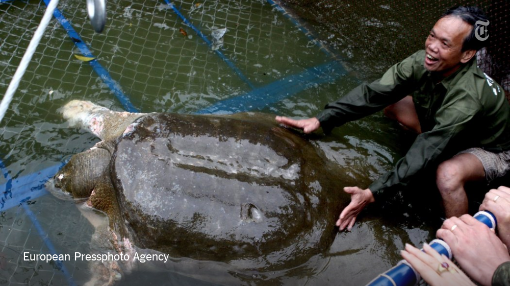 nytimes's tweet photo. Vietnam’s sacred turtle dies at an awkward, some say ominous, time https://t.co/gHhJRCQOsU https://t.co/atpxoJzsdp