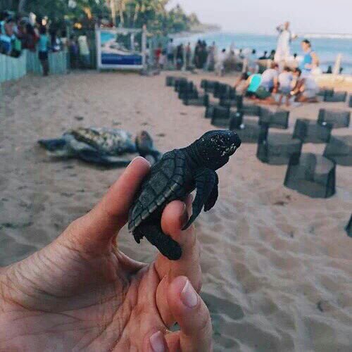 baby turtles (@tidalturtle) on Twitter photo 