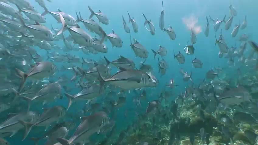 Los peces que no paran nunca de nadar en un vídeo de la serie Bajo el mar. elpais.com/elpais/2016/01…