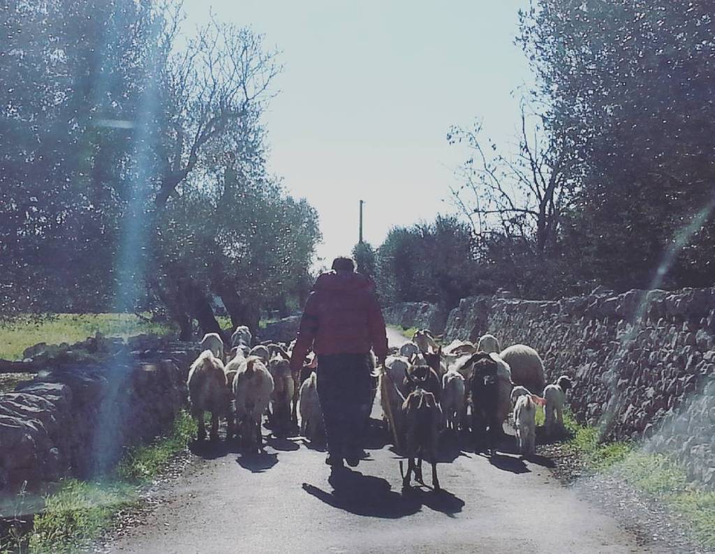 BBisetteconi's tweet photo. The slow life of San Salvatore...
#aslowmoment #thetrulliexperience #isetteconi #framesofpuglia #igersvalleditria #β¦ https://t.co/nxT7BlClDR