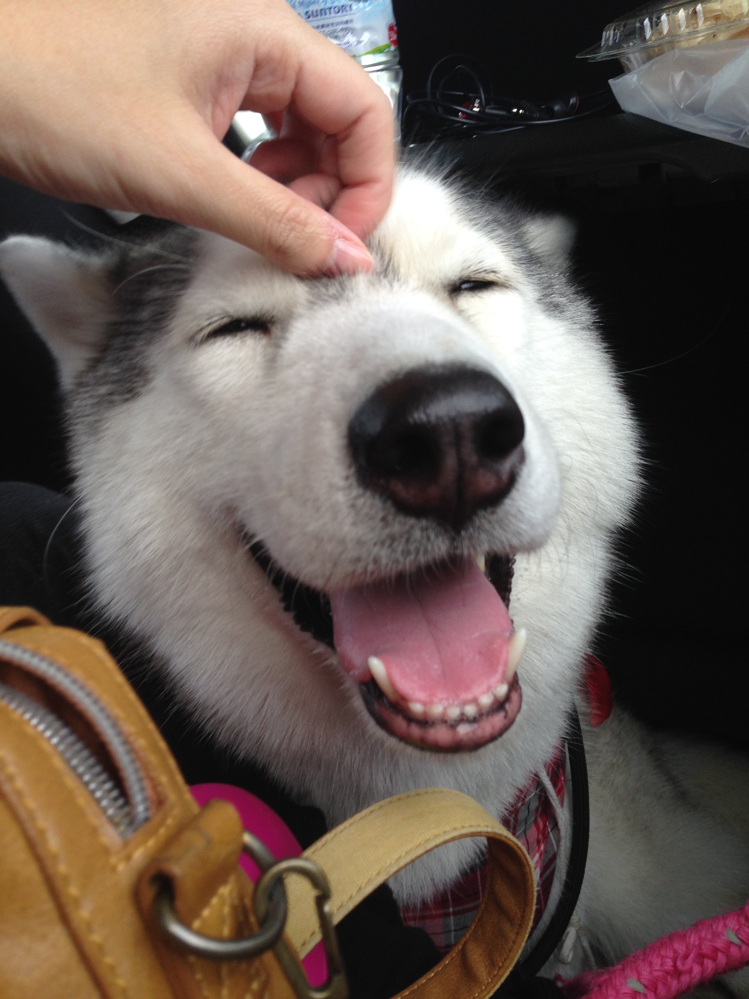 ハマジ めっちゃ幸せそうな顔してる犬に育った T Co Zbkvfhfkz3 Twitter
