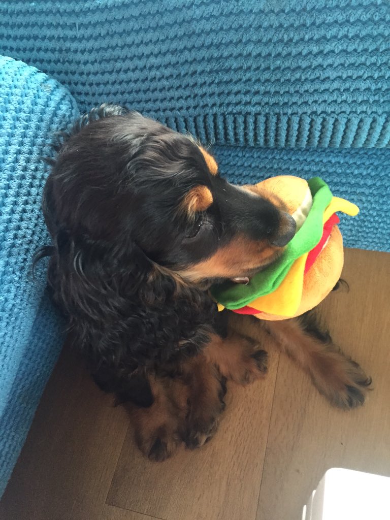 C_henderson10's tweet photo. Nala is not on the January diet! 🍔🤔 https://t.co/r2v74P4ds2