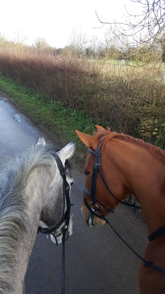 GinnyHoweEvent's tweet photo. Look who's out happy hacking?! @weirlj @ClaireFoster.@lauracsimpson1 Very happy 2 have a 'little legs'pony!#goodboys https://t.co/P3u7UPhTTx
