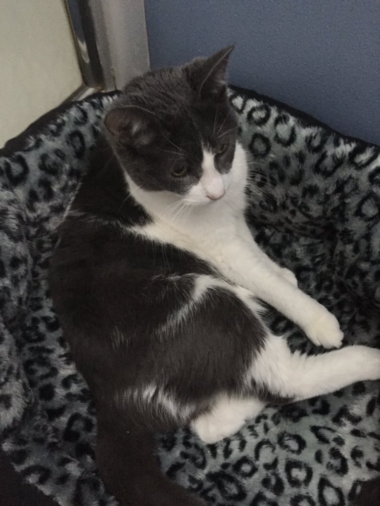 BraumLife's tweet photo. New bed for the sleepy boy #bathroombed #lifedoesntgetbetter #BraumLife https://t.co/s09tZvG9ab
