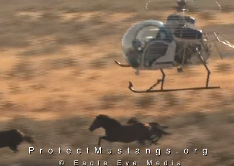 We call for an end to #animal cruelty protectmustangs.org/?p=8739  #AnimalRights #AnimalCruelty #horses