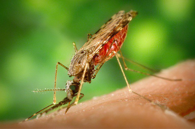 Climate Reality (@climatereality) on Twitter photo Climate change is helping the spread of diseases like the Zika virus bit.ly/1OV0kcy #ActOnClimate Climate change is helping the spread of diseases like the Zika virus bit.ly/1OV0kcy #ActOnClimate