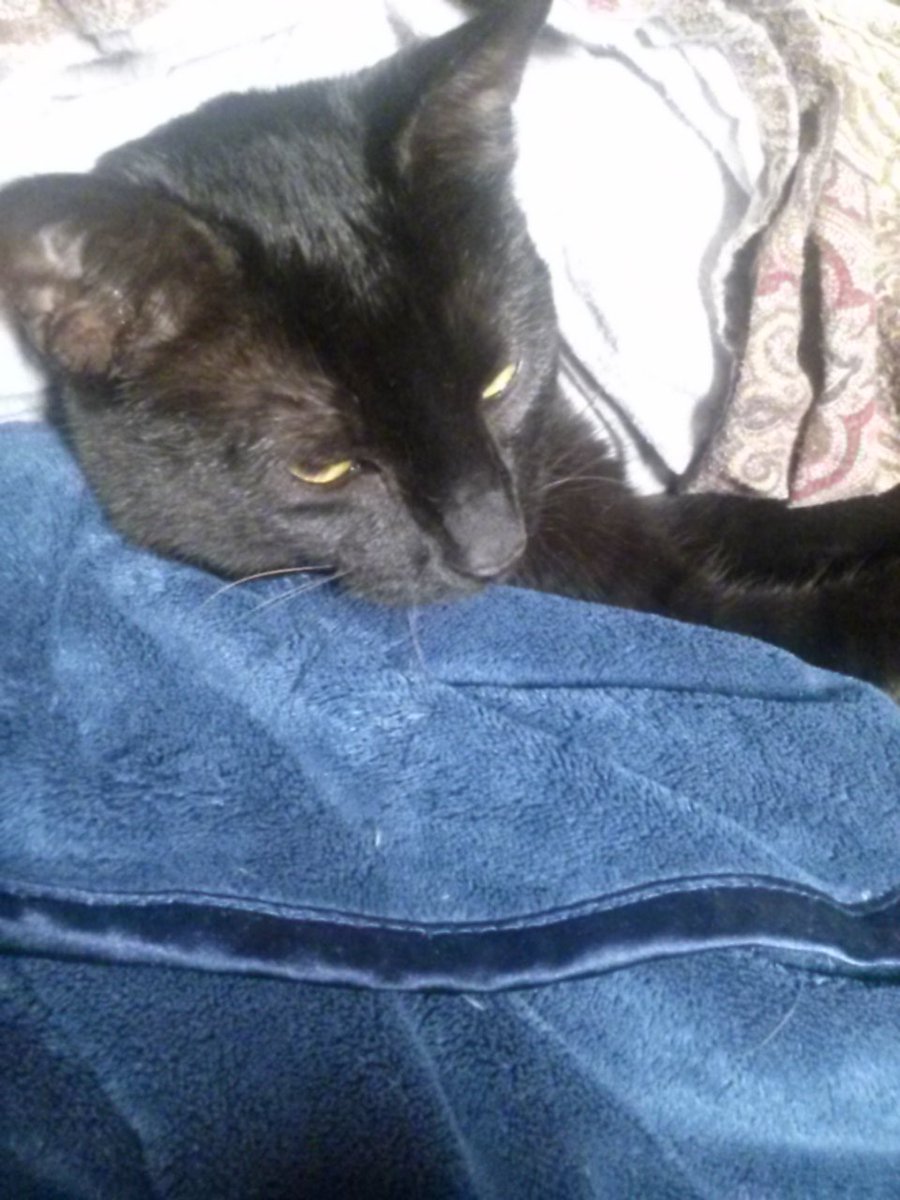 ChatteeKat's tweet image. Still in #hibernation mode. Happy #Katurday