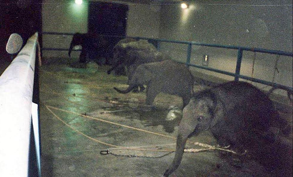 🍃💔🐘
Another Baby #Elephant Dies @RinglingBros #Circus 

#EndCaptiveBreeding‼️

⏩thedodo.com/ringling-bros-… Via @dodo