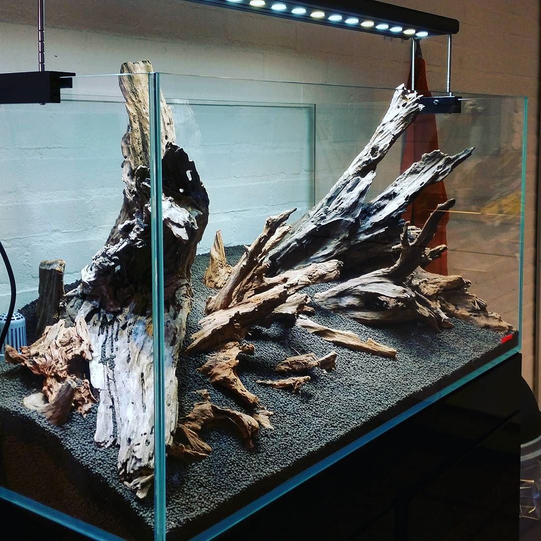 Pysgod_'s tweet image. Foto de @faaoaquascaping en Instagram - Hardscape with mangrove wood #FAAO #Aquaflora #Aquascaping #acuariofilia #a…