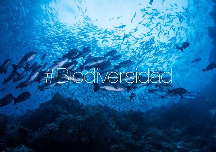 FBiodiversidad's tweet photo. España cuenta con un 8% de superficie marina protegida gracias al proyecto LIFE+ Indemares #Biodiversidad https://t.co/jRNuyK1SLE