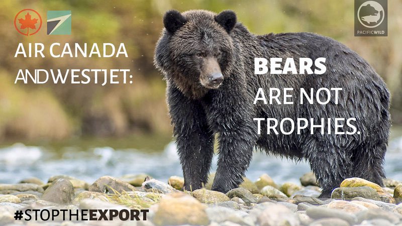Whippenz's tweet photo. @AirCanada & @WestJet
MURDERED #Animals Are NOT #Trophies‼️
#StopTheExport
⏩https://t.co/DapZsJ1L4e MT @muchoray https://t.co/8aWbnEnVLX