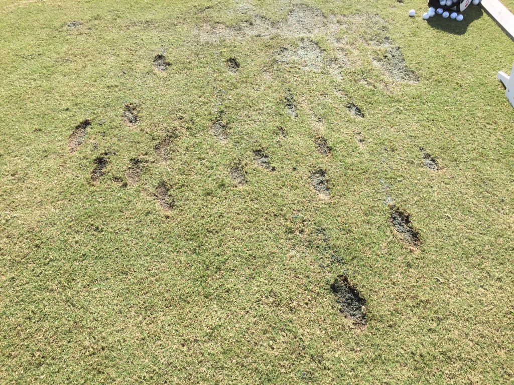 GordParker's tweet photo. What not to do on the range. Let's tighten up those divot patches people! #golfproblems #poorgrass https://t.co/PZZ9iJAhGL