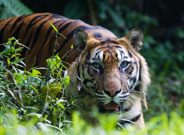 Only 300–500 Sumatran #tigers exist in the wild! Help save some of their last habitat: bit.ly/CutPalmOil
