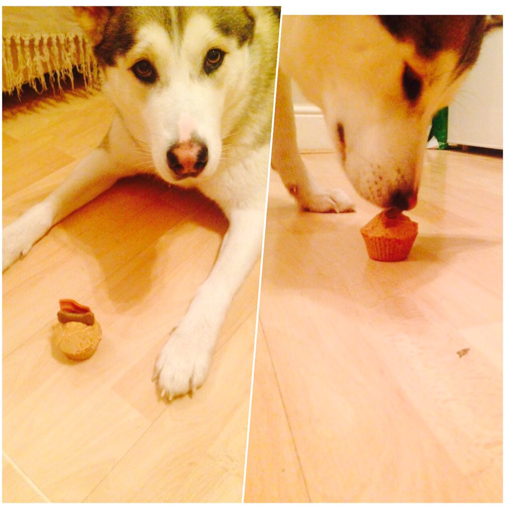 Truewoofs's tweet image. Someones been waiting very patiently to get her paws on one of these! #perks #dogslife #wolfeditdown