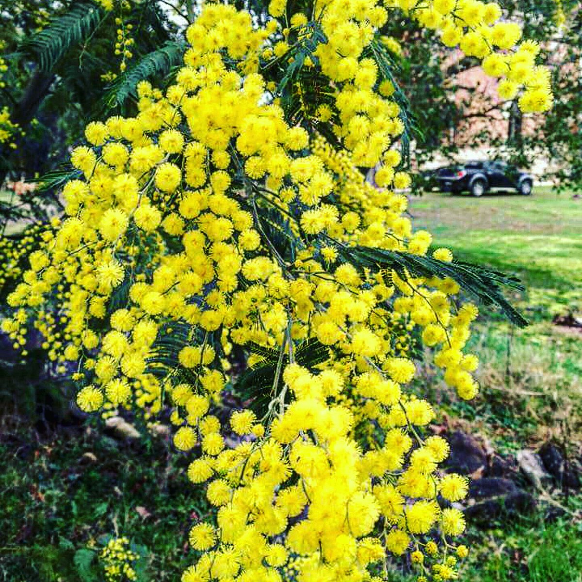 ChateauMezger's tweet photo. Spring is in the air early this year. Our mimosa tree is blooming ! @ChateauMezger  #spring #FranceJoli https://t.co/hi0tCHq62f