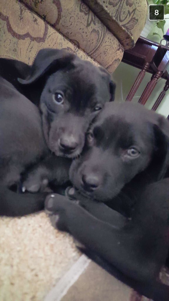 simplyDanielleL's tweet photo. When you have 3 more hours of test review but you really just want 3 hours of puppy time 😭😭😭 https://t.co/Q8QcsJcTpe