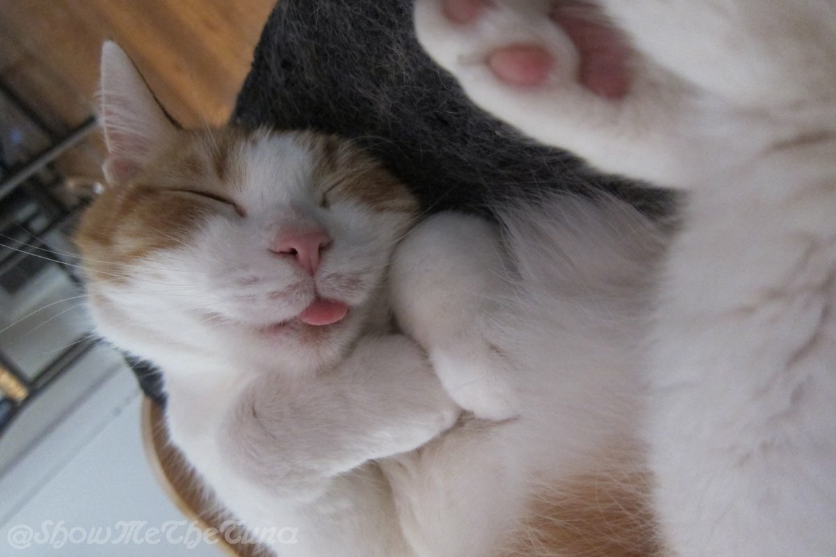 #Caturday snoozin #cute and #hansum