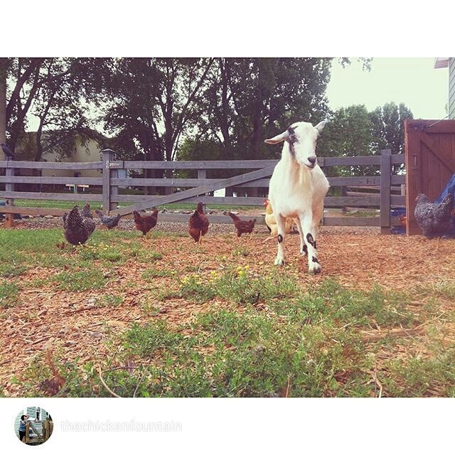 HealthyChickens's tweet photo. Barn buddies! Thanks for the share @thechickenfountain.
#backyardpoultrymag #backyardchick… https://t.co/6ivbTqrdML https://t.co/SxPl6tybdy