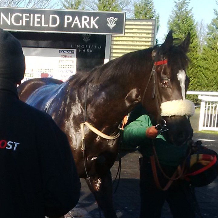 McMath_Racing's tweet photo. Brave effort from Giantstepsahead today at Lingfield. Thanks for all the good luck messages! https://t.co/9hgIlrGmKJ