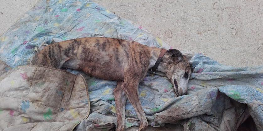guardiacivil's tweet photo. Unos 💀💀💀 matan 3 perros y torturan a 17 en un refugio en #Sevilla 
¿Los conoces?➡📞062
https://t.co/2beVCLjrYh https://t.co/jW539AGoMa