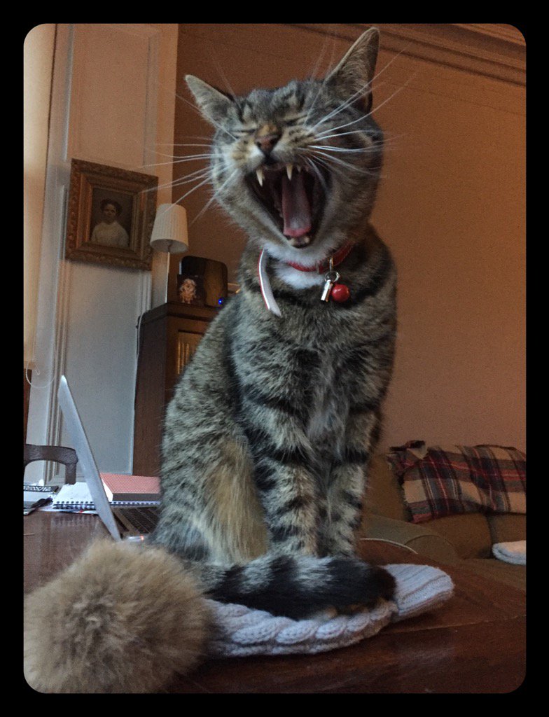 We've run out of Dreamies !