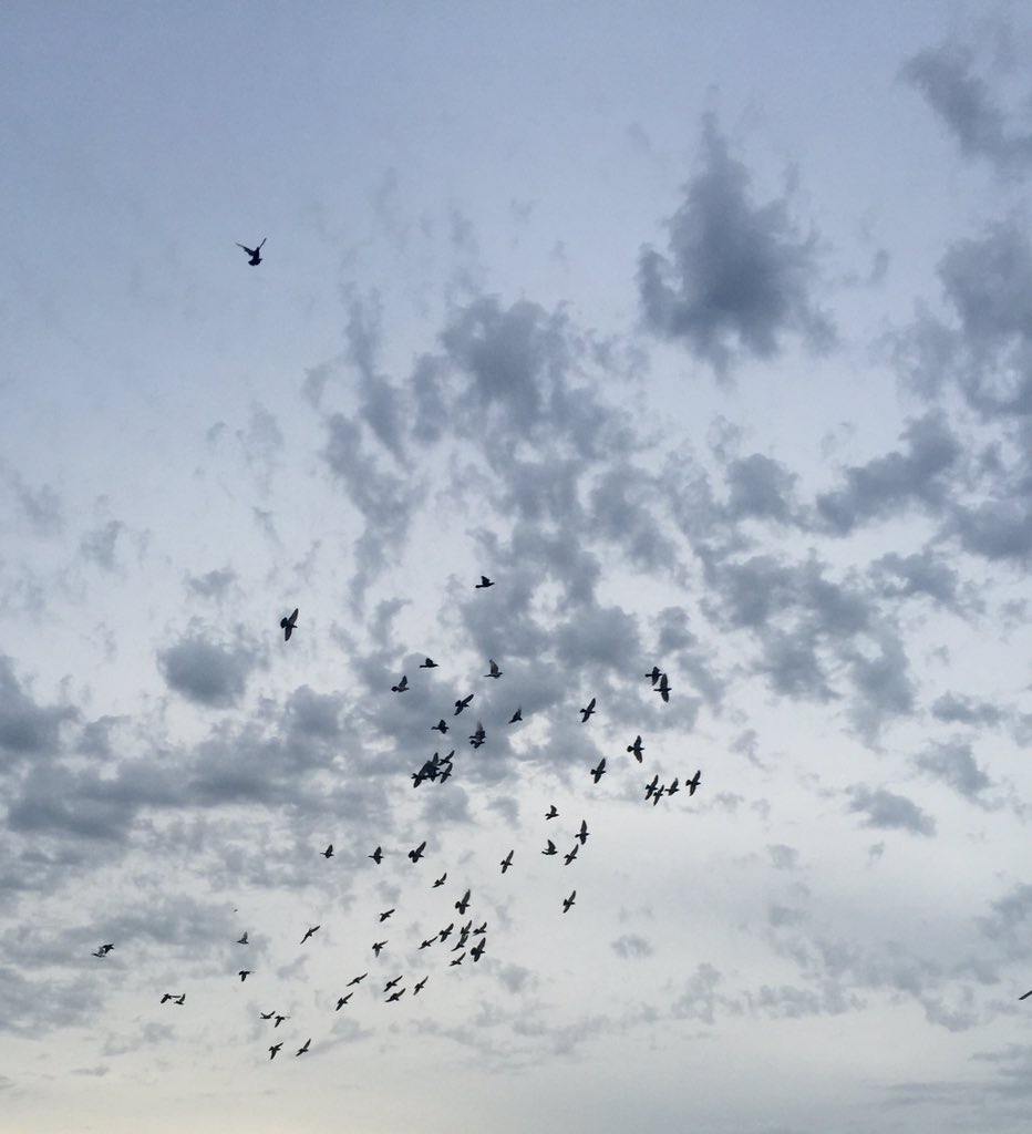 shellsmithphoto's tweet image. Keep looking up. 
#iphonephotography #birds #sky