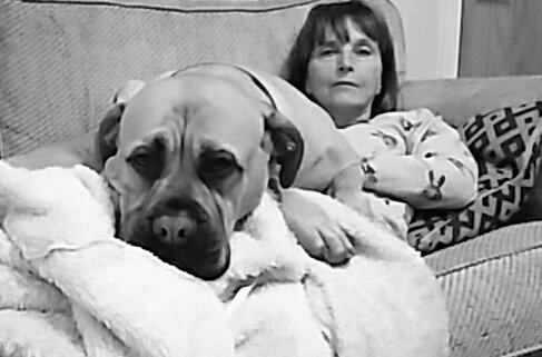 gilly306's tweet photo. #OMFG #fathead #Sadie my  #bullmastiff and only a #pup 18month https://t.co/qeOa1HNw1l