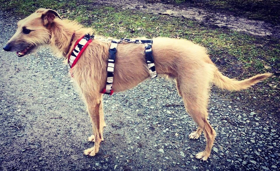 houdini dog harness