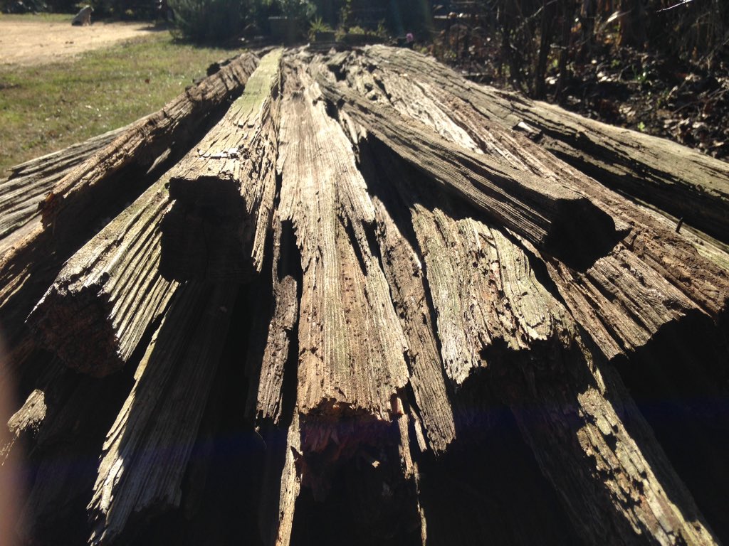 JenksFarmer's tweet photo. My great granddaddy cut cypress trees for his fence in 1900. I'm rebuilding the same fence. #deeprootedwisdom https://t.co/odWgfKCpd0